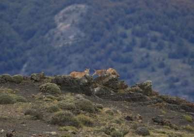 Safari Buscando al Puma